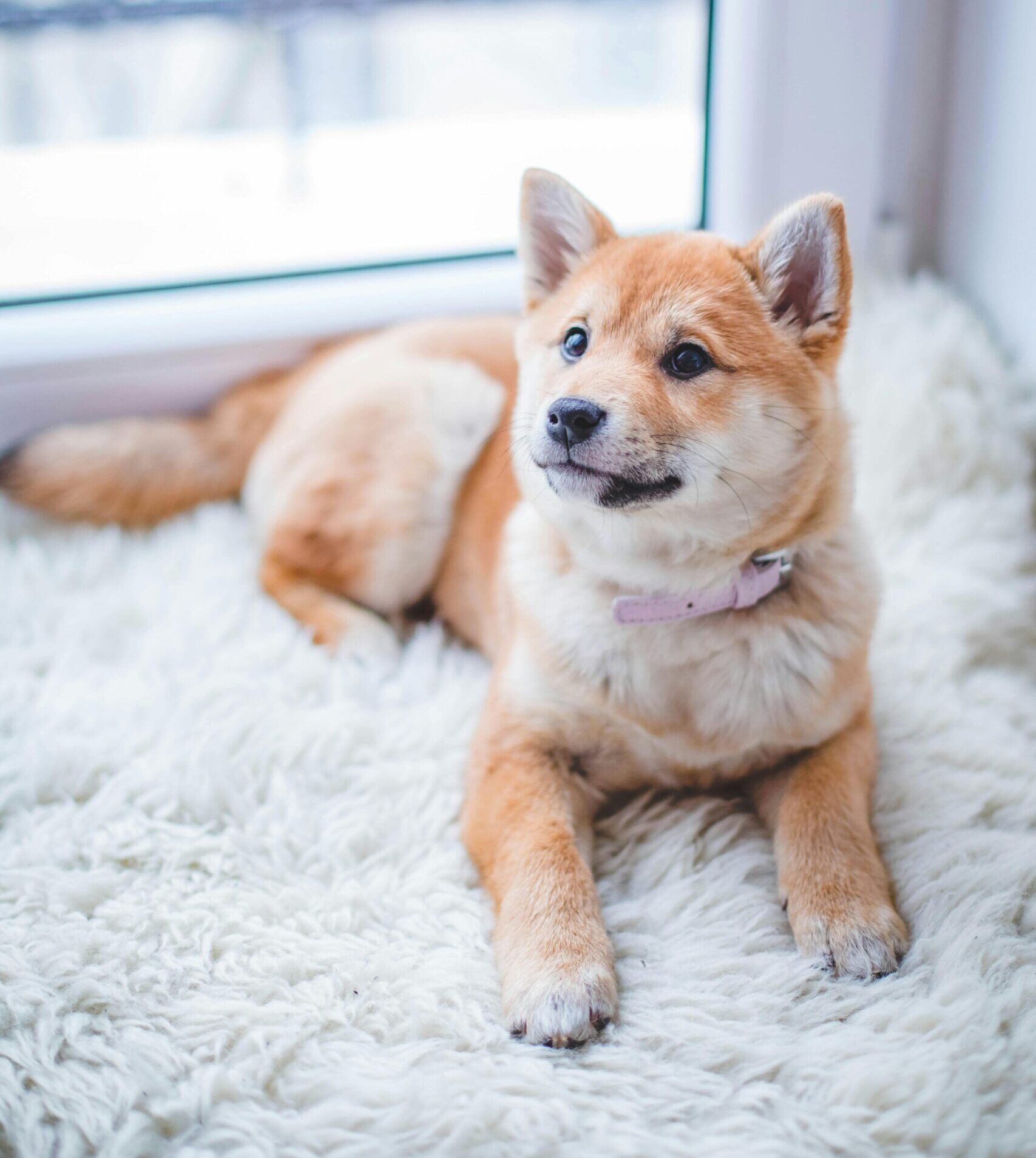 一、 Dog狗