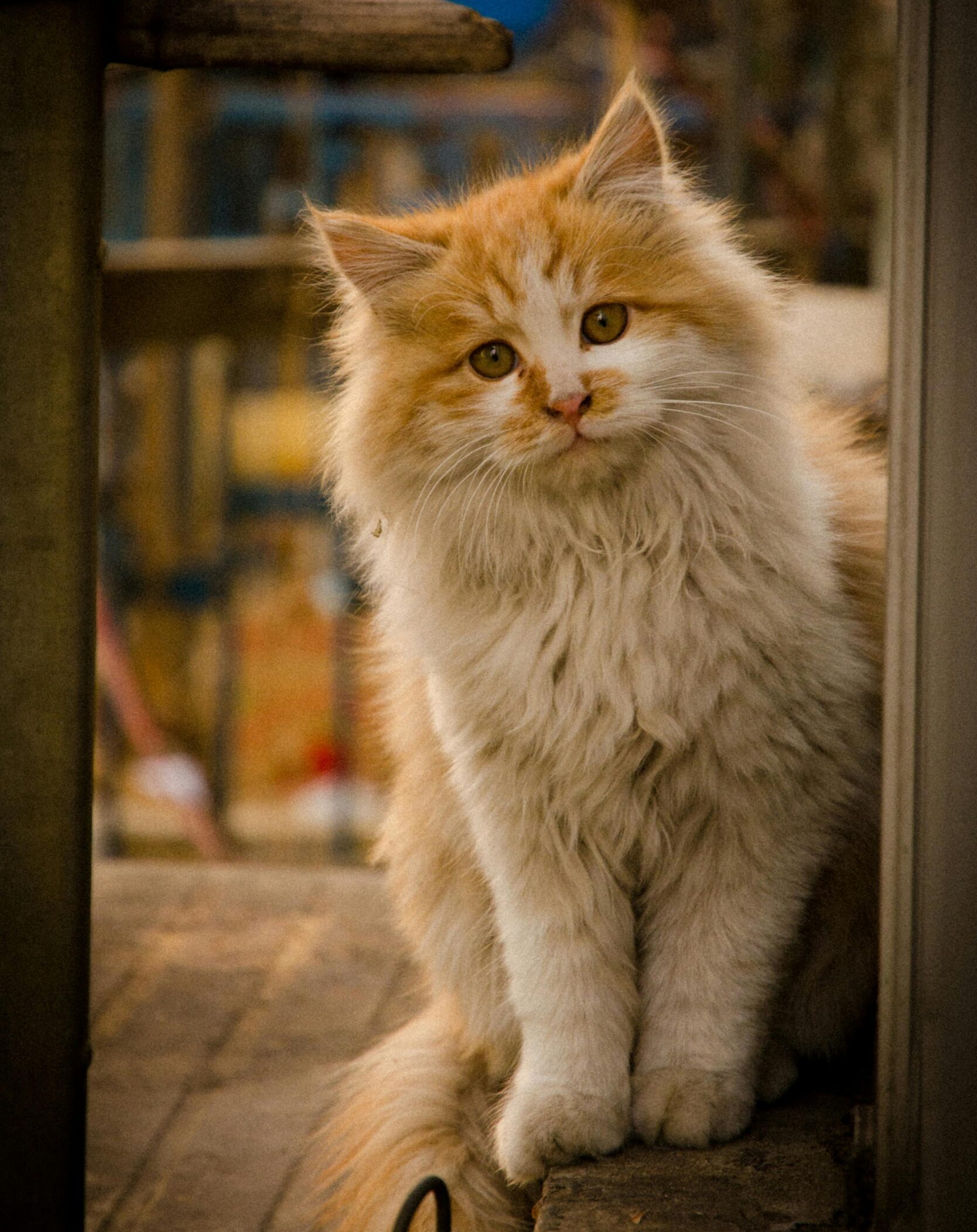 二、 Cat猫